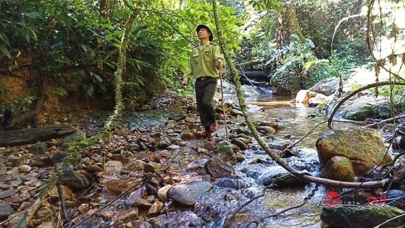 Cây pơ mu, sa mu dầu hơn 1.000 năm tuổi trong khu bảo tồn thiên nhiên Xuân Liên