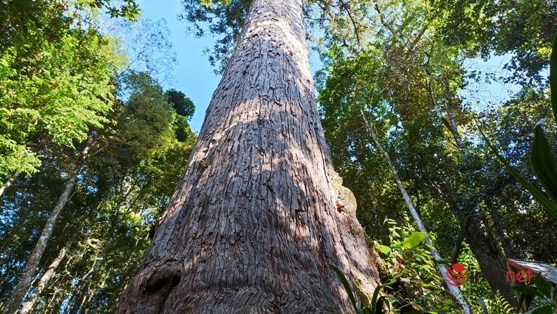 Cây pơ mu, sa mu dầu hơn 1.000 năm tuổi trong khu bảo tồn thiên nhiên Xuân Liên