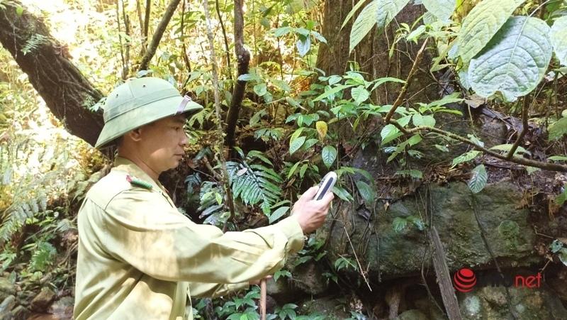 Cây pơ mu, sa mu dầu hơn 1.000 năm tuổi trong khu bảo tồn thiên nhiên Xuân Liên