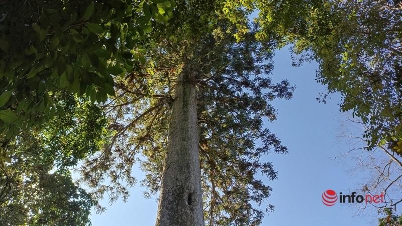 Cây pơ mu, sa mu dầu hơn 1.000 năm tuổi trong khu bảo tồn thiên nhiên Xuân Liên