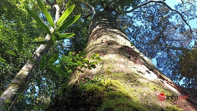 Cây pơ mu, sa mu dầu hơn 1.000 năm tuổi trong khu bảo tồn thiên nhiên Xuân Liên