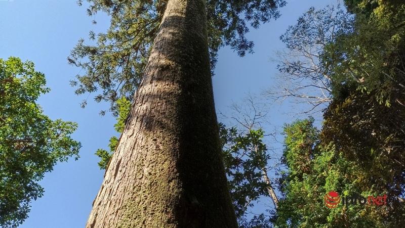 Cây pơ mu, sa mu dầu hơn 1.000 năm tuổi trong khu bảo tồn thiên nhiên Xuân Liên