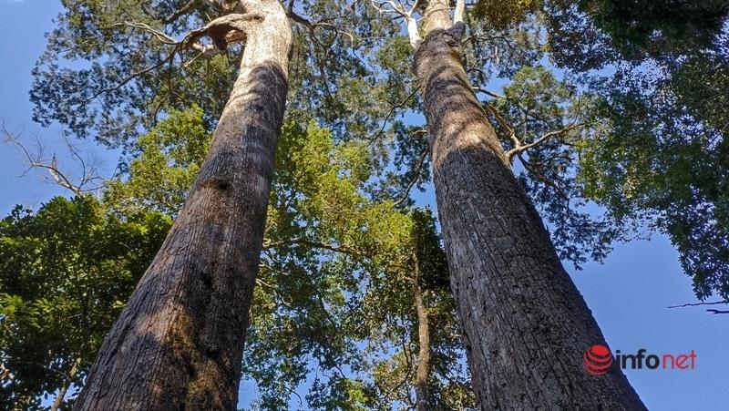 Cây pơ mu, sa mu dầu hơn 1.000 năm tuổi trong khu bảo tồn thiên nhiên Xuân Liên