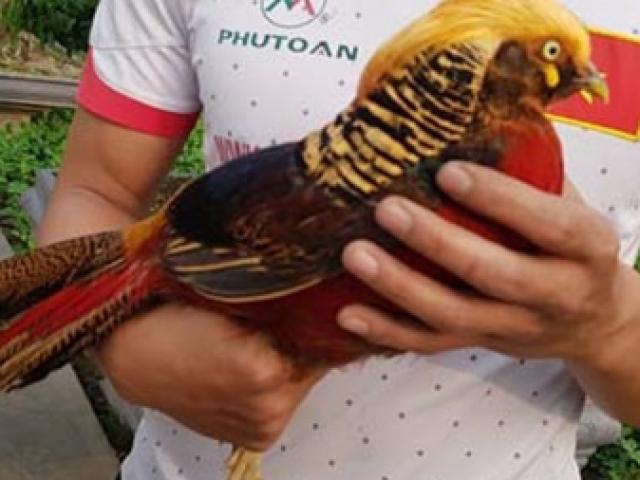 Thảo Cầm Viên - nơi bảo tồn chim trĩ sao lớn nhất thế giới Thảo Cầm Viên - nơi bảo tồn chim trĩ sao lớn nhất thế giới