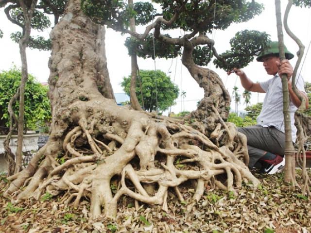 'Đại gia nông thôn' chi 10 tỷ mua 3 cây sanh 'khủng', xôn xao cả vùng quê