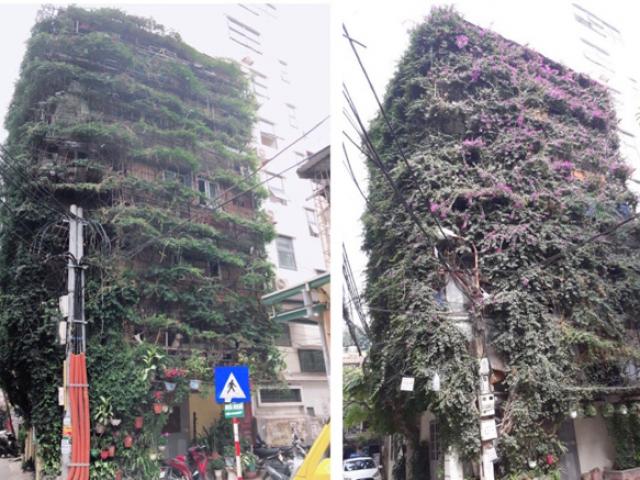 Ngắm ngôi nhà hoa giấy 'vạn người mê' độc nhất ở Hà Nội