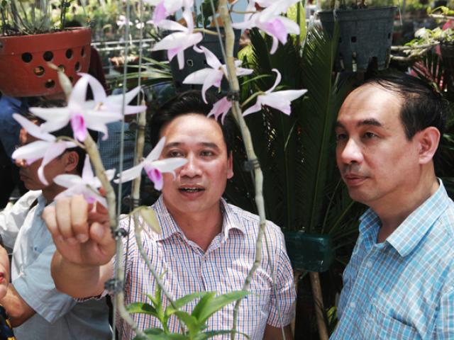 Choáng những giỏ hoa lan đột biến hiếm thấy ở Hà Nội, giá hàng trăm triệu