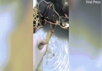 Video: Phát hiện điều gây sốc trong bụng rùa biển xanh ở Thái Lan