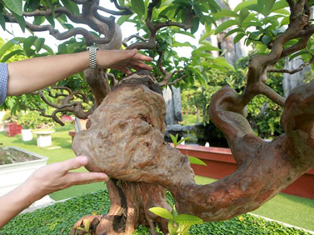 Siêu phẩm ổi có u cục kỳ quái, trả tiền tỷ đại gia vẫn không gật