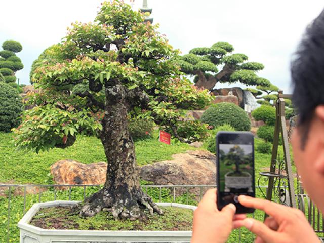 Đại gia Thái Nguyên dốc tiền khủng chơi dàn bonsai khế, coi như báu vật trong nhà