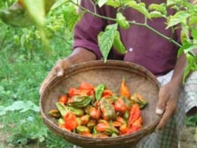 Thứ nghe tên đã rùng mình phát sợ, ăn xé lưỡi mà gần 1 triệu/kg