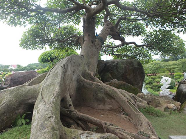 Choáng ngợp cây sung tiền tỷ trên núi đá quý nhân tạo của đại gia Thái Nguyên