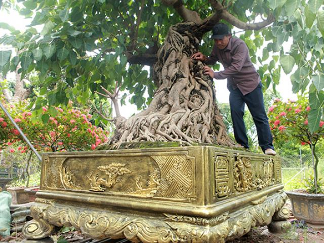 Có trong tay cây bồ đề đỏ bonsai, đại gia nông dân muốn đổi lấy nhà lầu, xe hơi