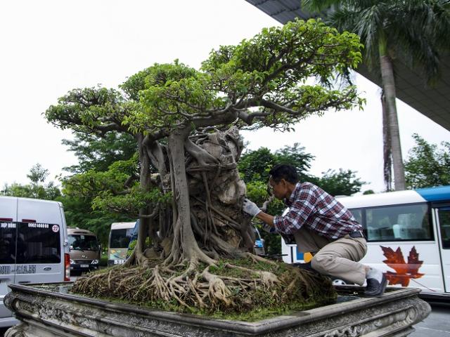 Cây sanh cổ hơn 100 năm tuổi từng được trả giá bằng 3 căn nhà