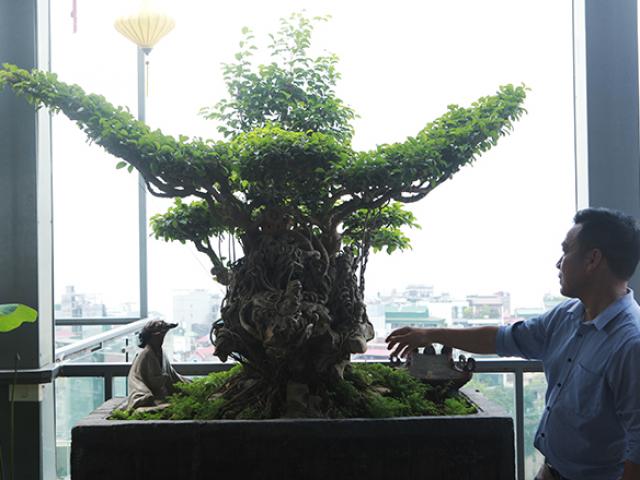 Sanh cổ 'Tứ linh hội tụ' vô giá của đại gia Hà Nội