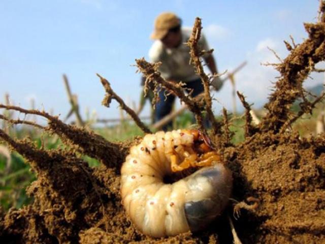 Đào con 'nhìn thấy ghê' nhưng được ví như viagra, nông dân Việt kiếm tiền triệu mỗi ngày