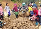 Ba loại 'nhân sâm của người nghèo' ở Việt Nam, trước mọc dại nay bới về là có tiền