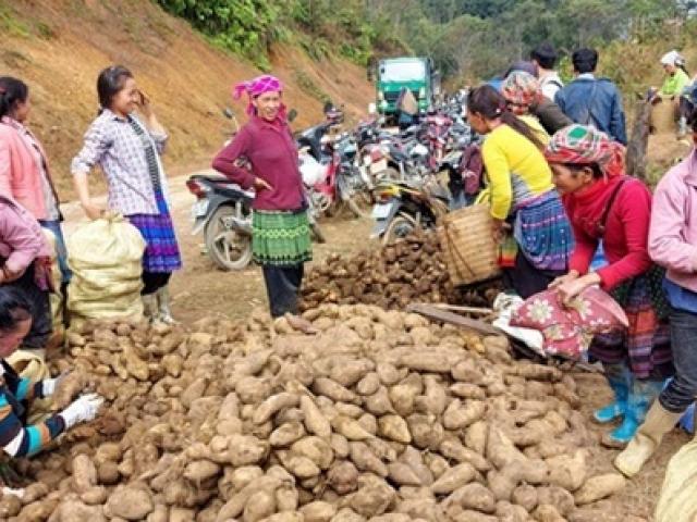 Ba loại 'nhân sâm của người nghèo' ở Việt Nam, trước mọc dại nay bới về là có tiền