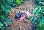 Người phụ nữ bị sát hại, chôn trong rẫy cà phê ở Lâm Đồng
