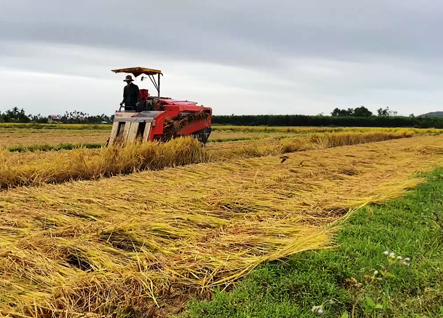 Thu hoạch lúa bằng máy gặt đập liên hợp.