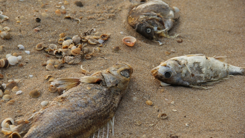 Shop TIN 19/5:Vụ án oan thế kỷ Huỳnh Văn Nén: Đã bắt kẻ giết người là Nguyễn Thọ - ảnh 2