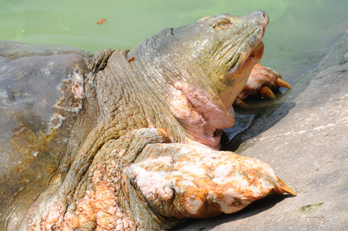 Có thể sẽ ướp xác rùa hồ Gươm