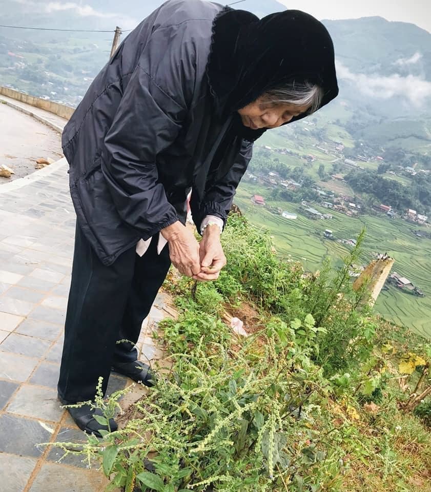 Cụ cũng không khỏi tò mò, thăm thú trước hoa thơm cỏ lạ trên đường (FBNV).