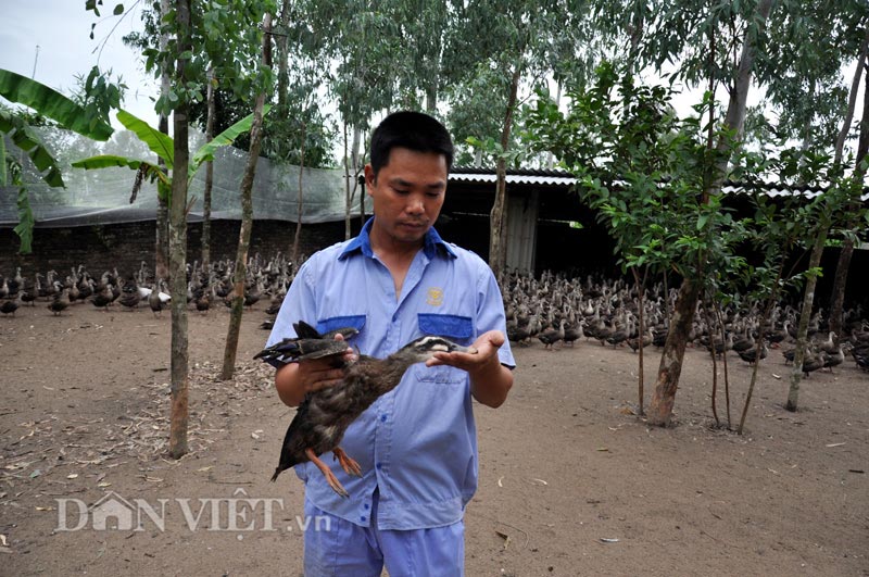Giáp Tết, vịt trời sạch giá vọt gấp đôi vẫn “cháy hàng” - ảnh 2
