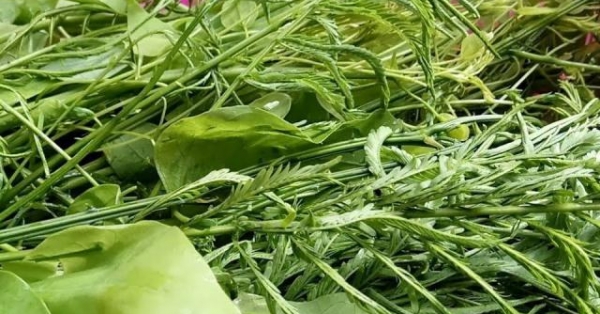 Thứ rau đứng xa cả mét vẫn hôi thế mà xào thịt lại thành đặc sản