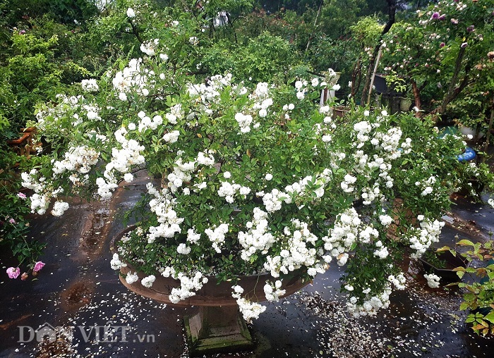 dot nhap vuon bonsai hoa hong bac ty cua “ong chu” dien trai hinh anh 5