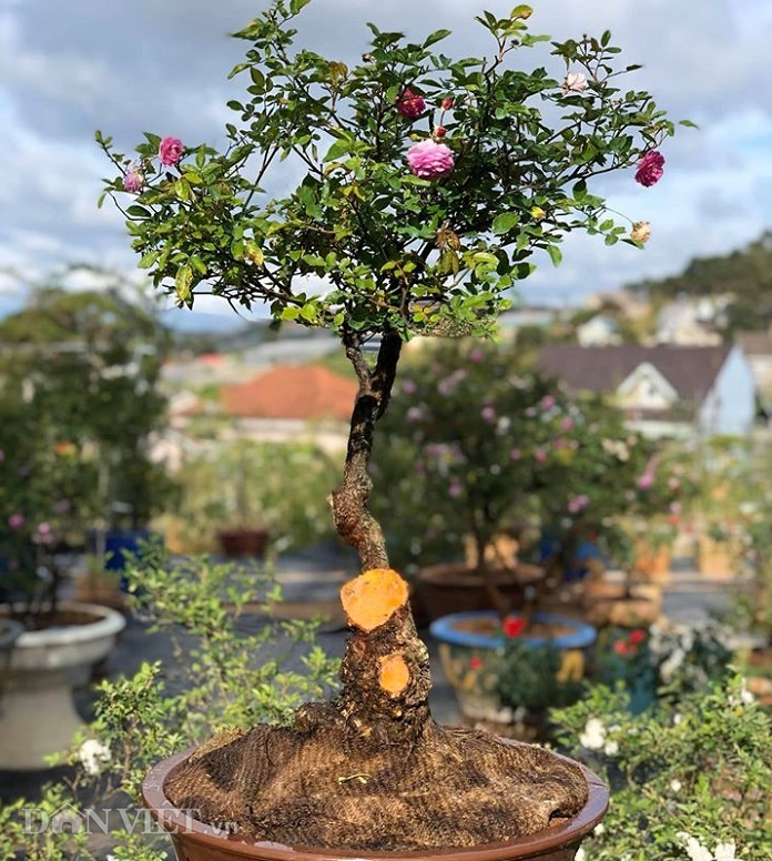 dot nhap vuon bonsai hoa hong bac ty cua “ong chu” dien trai hinh anh 7