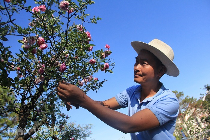 dot nhap vuon bonsai hoa hong bac ty cua “ong chu” dien trai hinh anh 1
