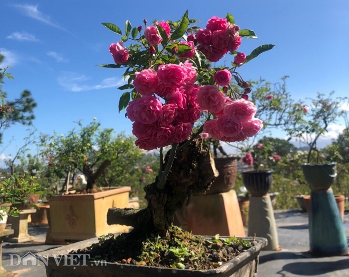 dot nhap vuon bonsai hoa hong bac ty cua “ong chu” dien trai hinh anh 4