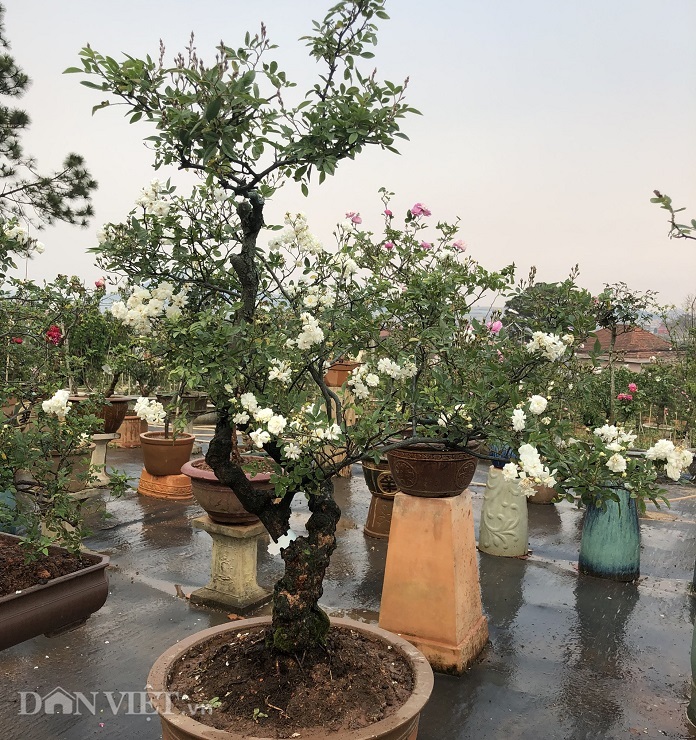 dot nhap vuon bonsai hoa hong bac ty cua “ong chu” dien trai hinh anh 8