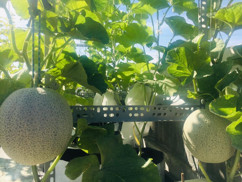 da mat vuon dua luoi triu trit, cang tron tren san thuong cua gia dinh sai gon hinh anh 6