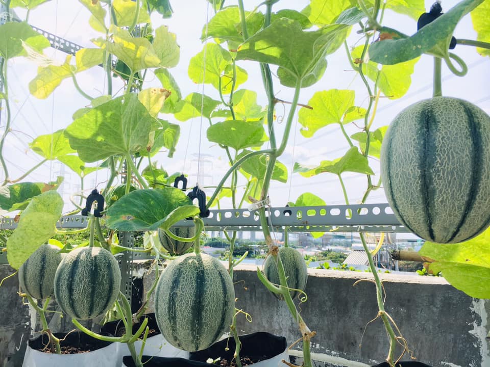 da mat vuon dua luoi triu trit, cang tron tren san thuong cua gia dinh sai gon hinh anh 4