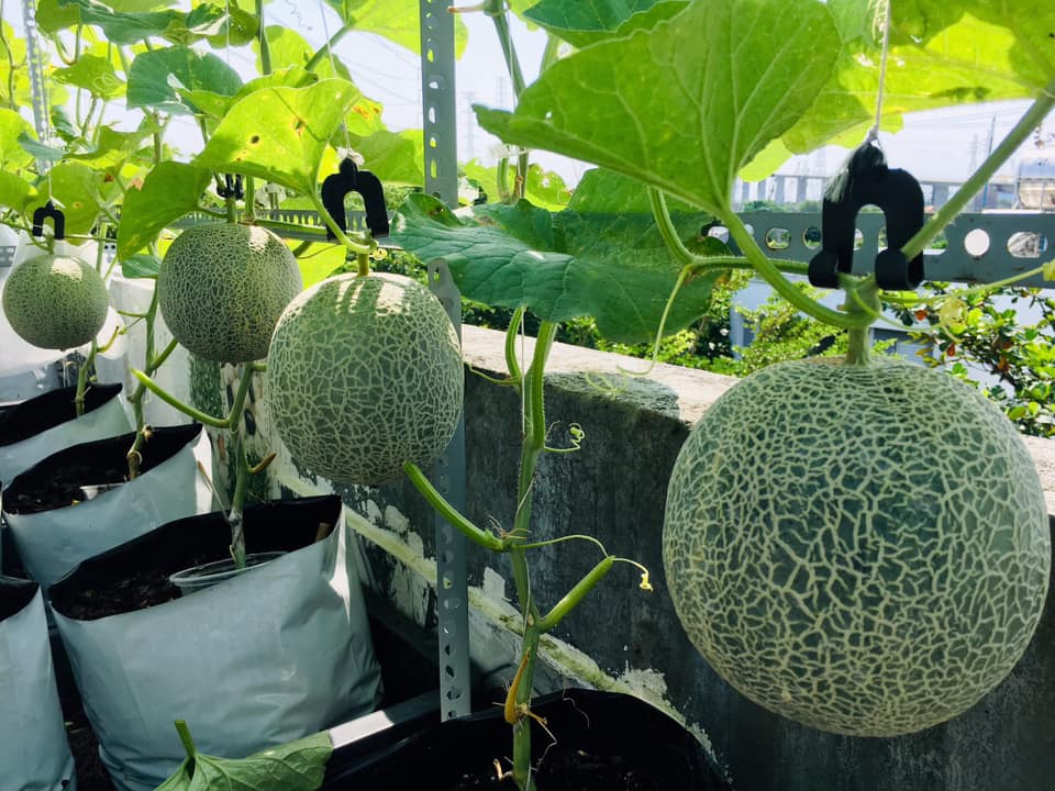 da mat vuon dua luoi triu trit, cang tron tren san thuong cua gia dinh sai gon hinh anh 8