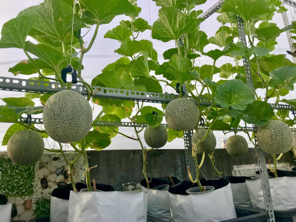 da mat vuon dua luoi triu trit, cang tron tren san thuong cua gia dinh sai gon hinh anh 3