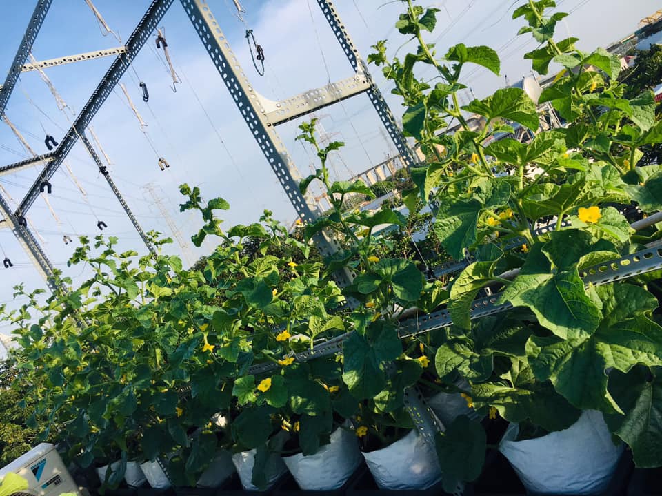 da mat vuon dua luoi triu trit, cang tron tren san thuong cua gia dinh sai gon hinh anh 2