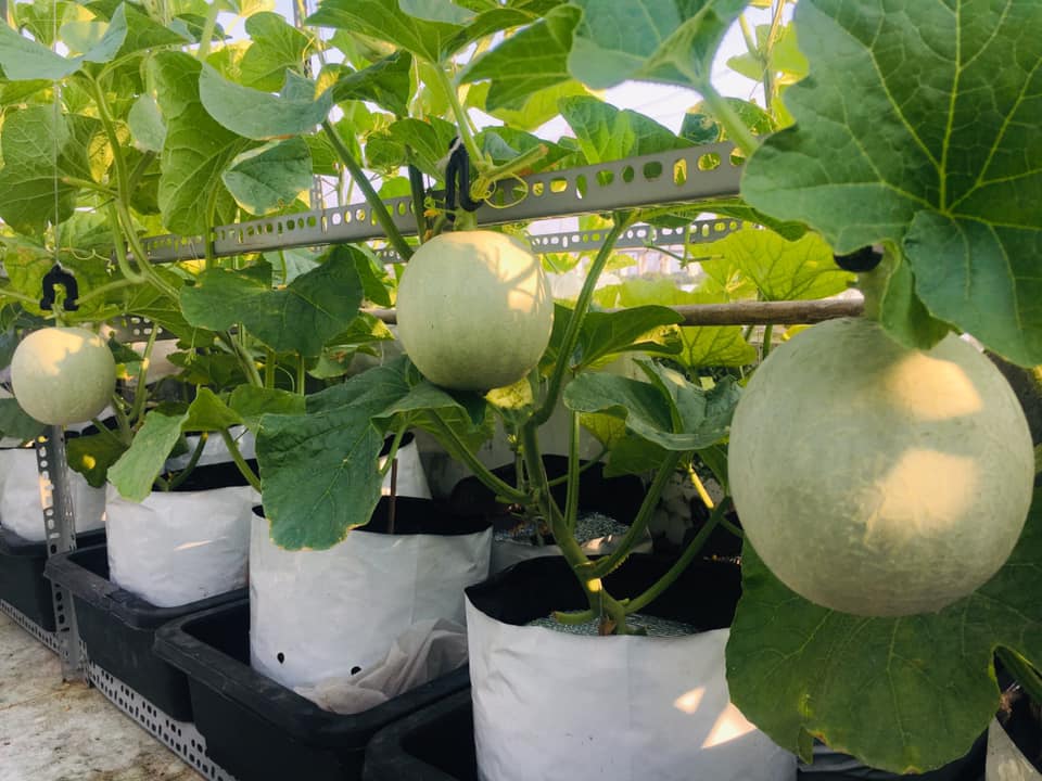 da mat vuon dua luoi triu trit, cang tron tren san thuong cua gia dinh sai gon hinh anh 5