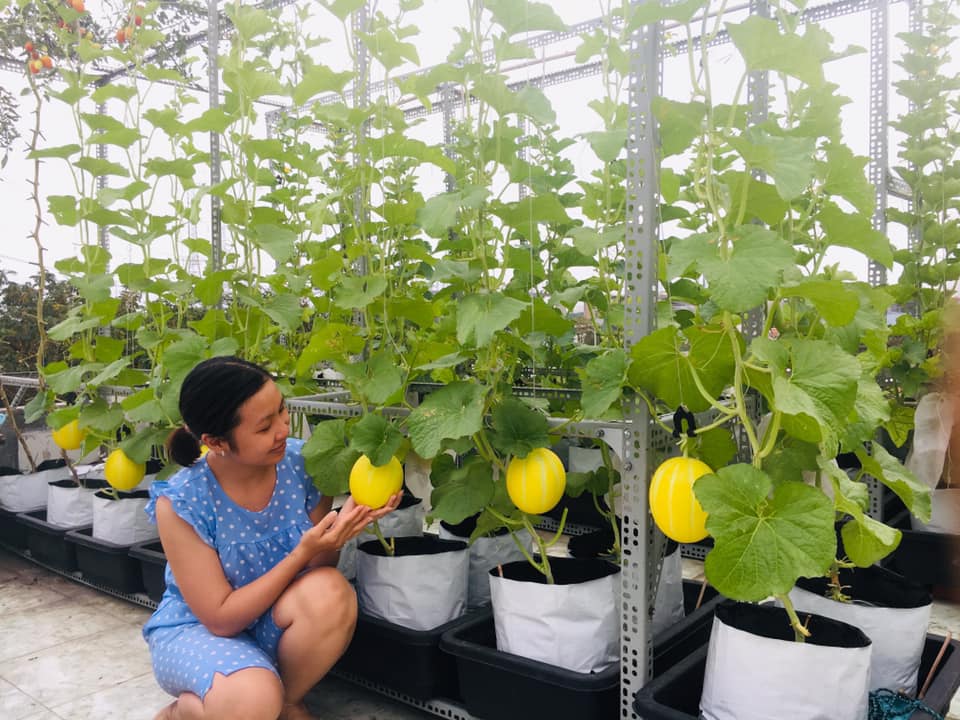 da mat vuon dua luoi triu trit, cang tron tren san thuong cua gia dinh sai gon hinh anh 1