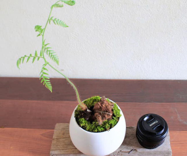 loai cay tu thoi co dai, moc dai bo tuong, nay lam canh ban ca chuc trieu dong hinh anh 11