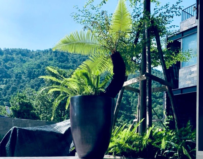 loai cay tu thoi co dai, moc dai bo tuong, nay lam canh ban ca chuc trieu dong hinh anh 13