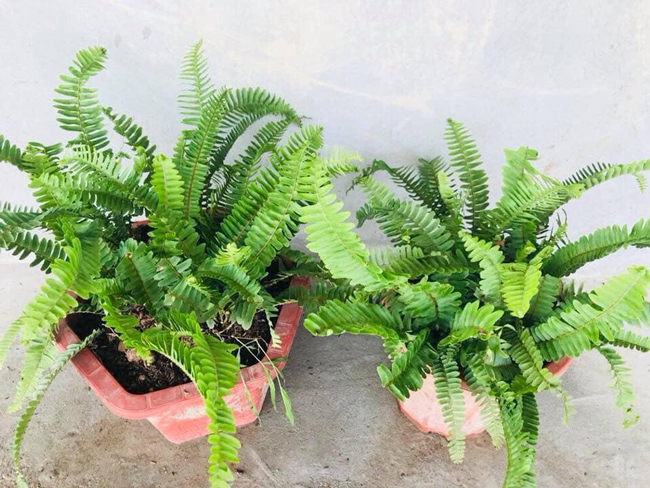 loai cay tu thoi co dai, moc dai bo tuong, nay lam canh ban ca chuc trieu dong hinh anh 2