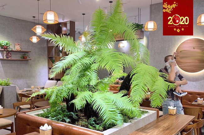 loai cay tu thoi co dai, moc dai bo tuong, nay lam canh ban ca chuc trieu dong hinh anh 9