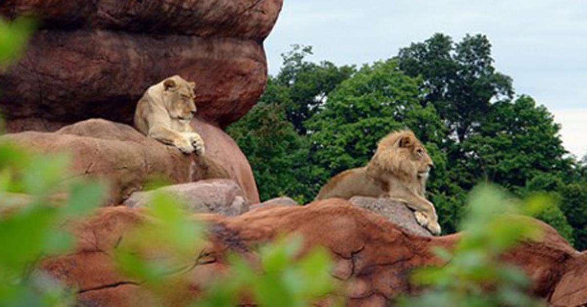 10 vườn thú nên tham quan một lần khi đi du lịch