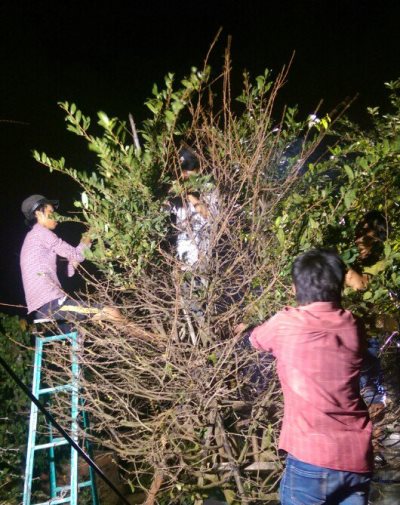 choi sanh nhu dan sai gon: phai la