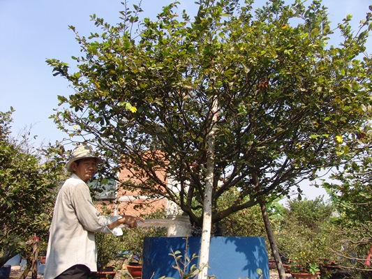 choi sanh nhu dan sai gon: phai la