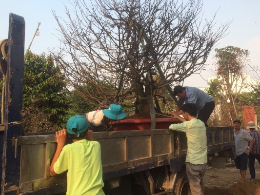 choi sanh nhu dan sai gon: phai la