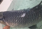 Đại gia Phú Thọ chi hơn chục triệu đồng chỉ để mua một con cá 'khủng'